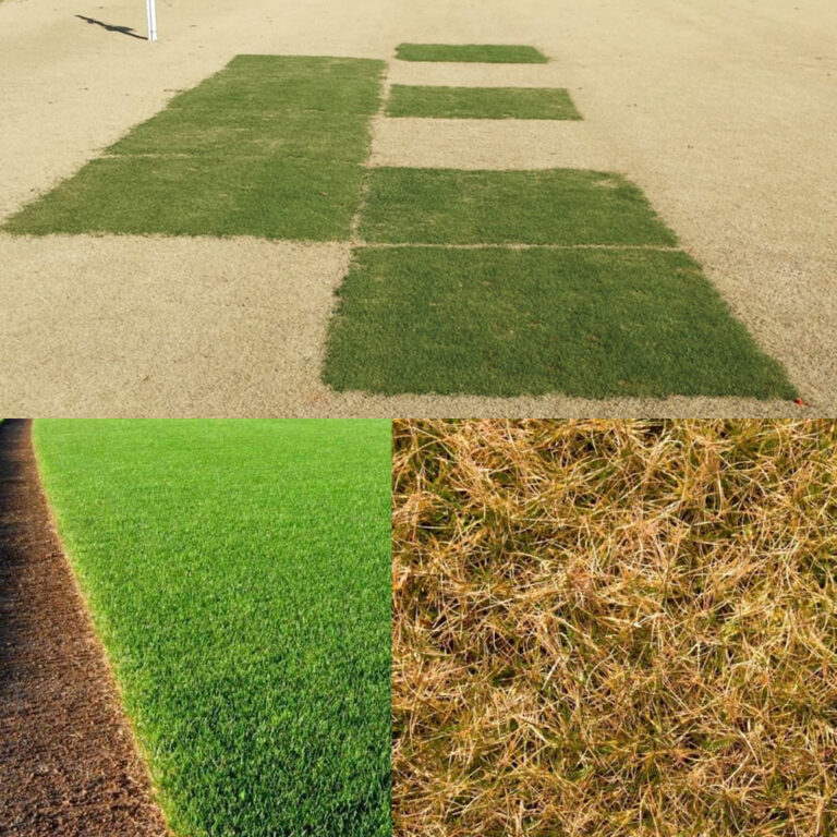 Preparación de Céspedes C4 (Cynodon spp., Paspalum vaginatum, Zoysia spp.) de cara al Otoño–Invierno